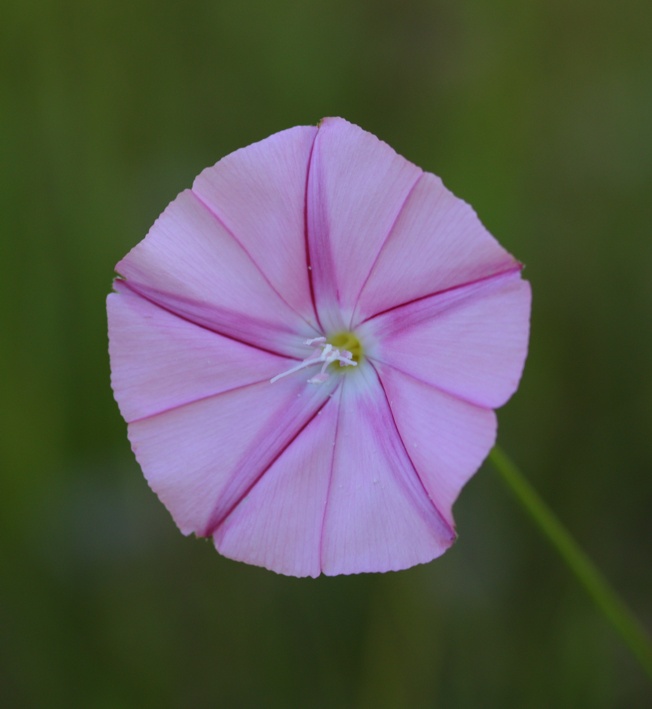 Convolvulus cantabrica